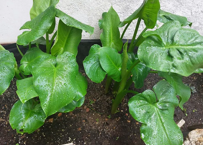 San Salvador Parking Gratis At-ba-00338 Appartamento *